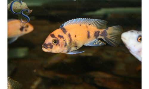 Metriaclima estherae OB